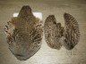 Шкура венгерской куропатки / Hungarian Partridge Skin Natural СF