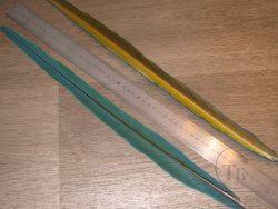 Перья попугая Blue Yellow Т 1 хвостовое центральное 1 шт 48 - 50 см (после линьки)