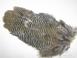 Перья самца чёрного франколина спина 
