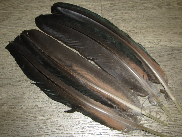 Перья павлина маховые Peacock Quill Irid. 2 пары