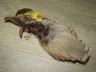 Золотой фазан комплект (шея, голова) Golden Pheasant Complete Head Gold Olive Dun