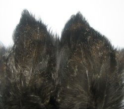 Перо петуха на коже лопаточное тёмное Scapulars feathers Coq de Leon Dark