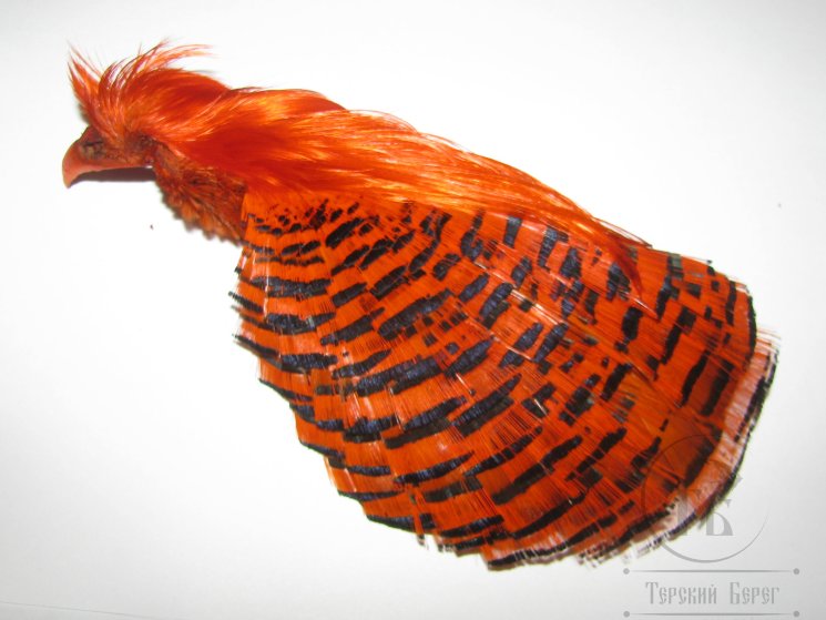 Золотой фазан комплект (шея, голова) Golden Pheasant Complete Head  Hot Orange