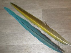 Перья попугая Blue Yellow Т 3 хвостовое боковое 1 пара 40 см (после линьки)