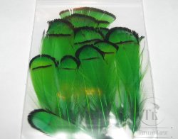 Перья шеи алмазного фазана Lady Amherst Tippet Feathers (12 fs) Green