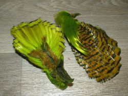 Золотой фазан комплект (шея, голова) Golden Pheasant Complete Head Chartreuse
