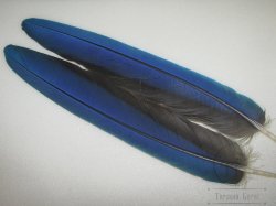 Перья попугая Blue Yellow Т 7 Предхвостовые 1 пара 22 см.